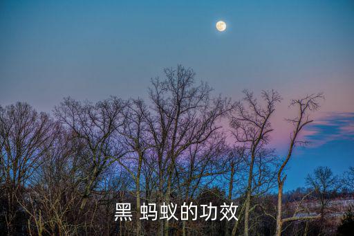 黑 螞蟻的功效