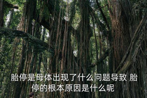  胎停是母體出現(xiàn)了什么問題導(dǎo)致 胎停的根本原因是什么呢