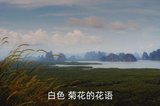 白色 菊花的花語