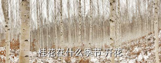 桂花樹幾月開花,四季荔桂花開花時(shí)間不同八月桂花最美