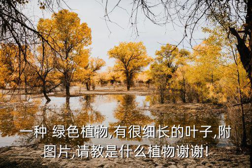 一種 綠色植物,有很細長的葉子,附圖片,請教是什么植物謝謝!