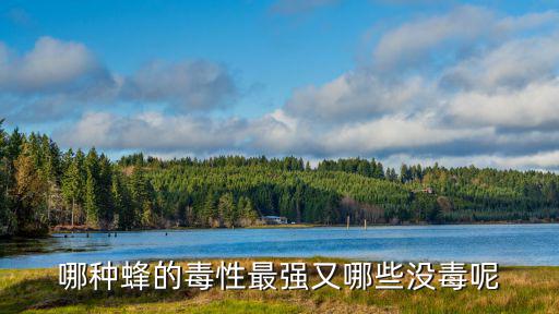 哪種蜂的毒性最強又哪些沒毒呢