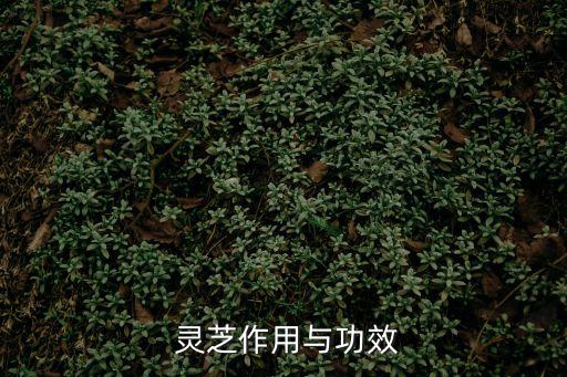  靈芝作用與功效