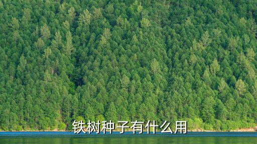  鐵樹種子有什么用