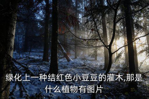 綠化上一種結紅色小豆豆的灌木,那是什么植物有圖片