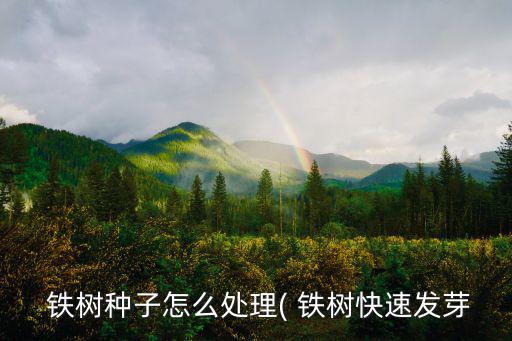  鐵樹種子怎么處理( 鐵樹快速發芽