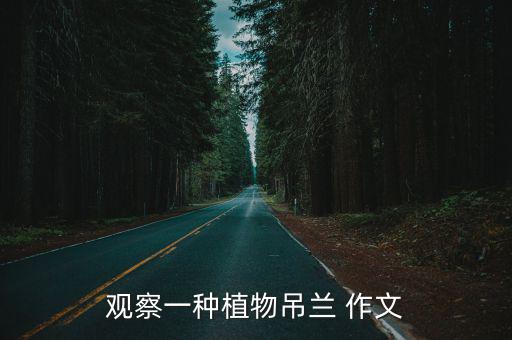 吊蘭作文，觀察一種植物吊蘭 作文