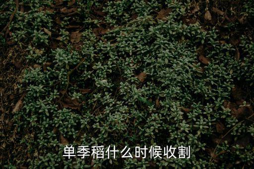 單季稻什么時候收割
