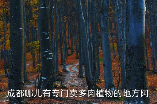 成都哪兒有專門賣多肉植物的地方阿