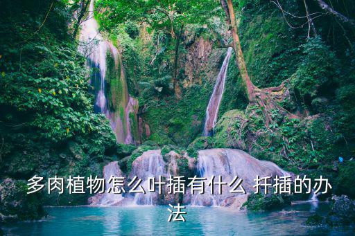 多肉葉片扦插方法,關于本地花卉種類