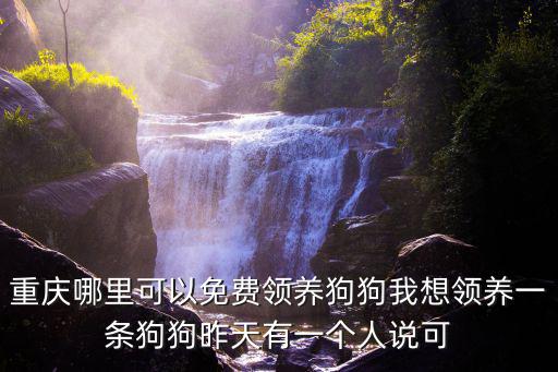 比熊在哪里領養重慶市江津區，重慶哪里可以免費領養狗狗我想領養一條狗狗昨天有一個人說可