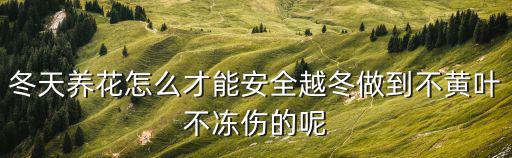冬天養(yǎng)花怎么才能安全越冬做到不黃葉不凍傷的呢