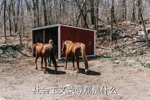 榮辱觀，社會主義榮辱觀是什么
