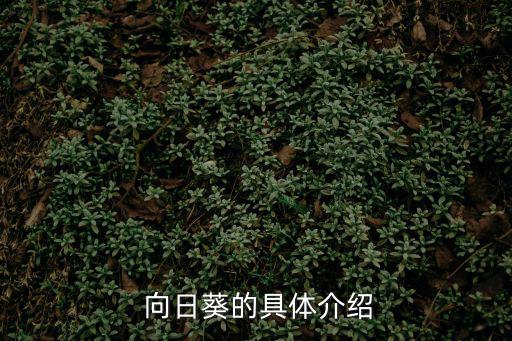 向日葵的介紹,向日葵的形態特征為粗壯直立莖
