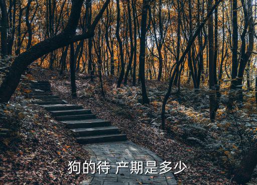 狗的待 產期是多少