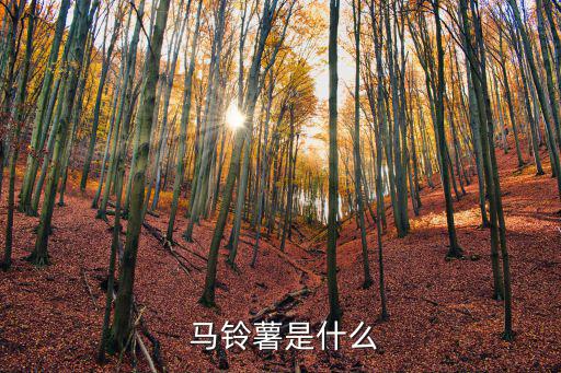 馬鈴薯英語(yǔ),馬鈴薯塊莖可入藥?