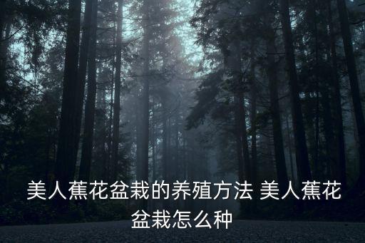  美人蕉花盆栽的養殖方法 美人蕉花盆栽怎么種