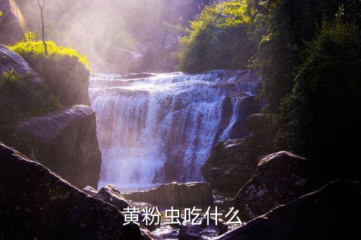 黃粉蟲(chóng),黃粉蟲(chóng)怎么繁殖?