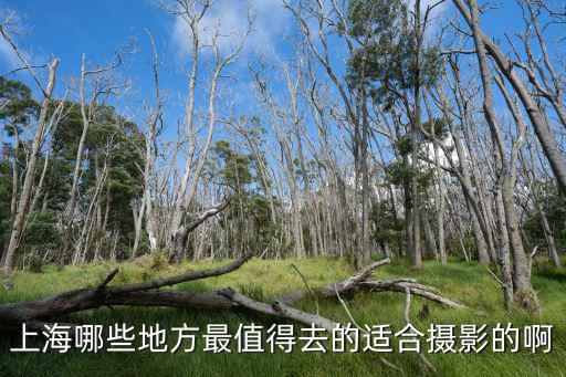 上海哪些地方最值得去的適合攝影的啊