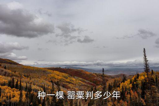 種罌粟,法律解析:非法種植罌粟大麻等原植物一律鏟除