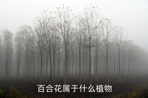  百合花屬于什么植物