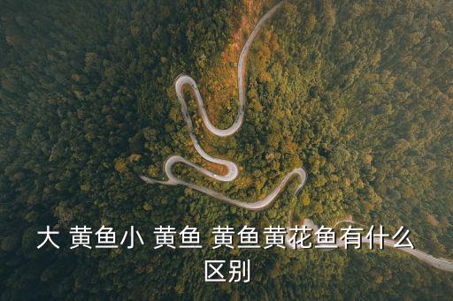 大 黃魚小 黃魚 黃魚黃花魚有什么區(qū)別