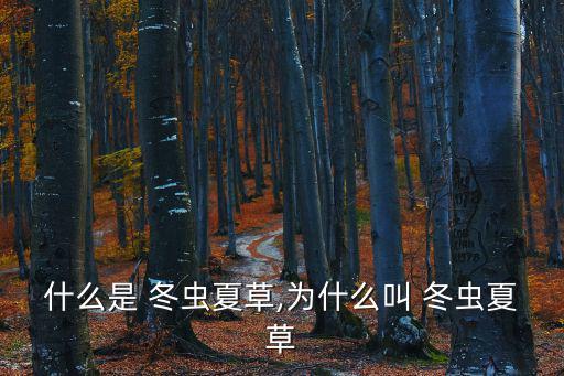什么是 冬蟲夏草,為什么叫 冬蟲夏草