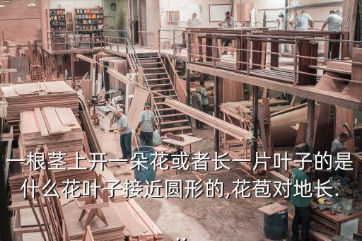 一根莖上開一朵花或者長一片葉子的是什么花葉子接近圓形的,花苞對地長...