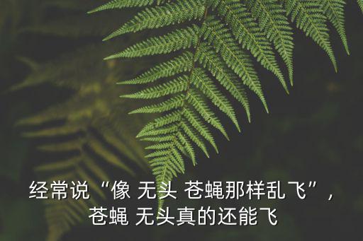 無頭蒼蠅,無頭蒼蠅為何會死?
