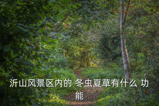 沂山風(fēng)景區(qū)內(nèi)的 冬蟲夏草有什么 功能
