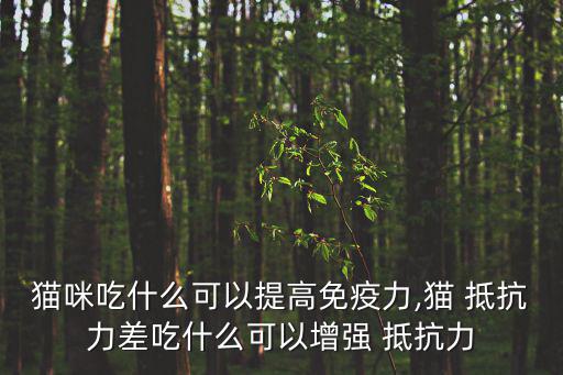 貓咪吃什么可以提高免疫力,貓 抵抗力差吃什么可以增強(qiáng) 抵抗力