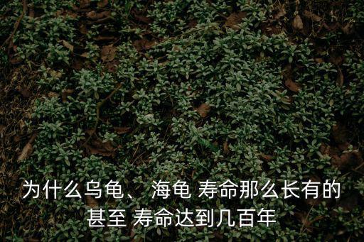 為什么烏龜、 海龜 壽命那么長有的甚至 壽命達到幾百年