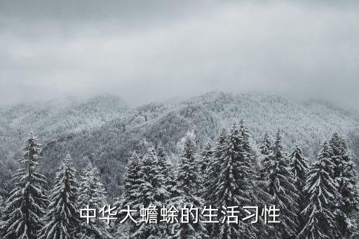 中華大蟾蜍的生活習(xí)性
