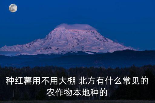 種紅薯，種紅薯用不用大棚 北方有什么常見的農作物本地種的
