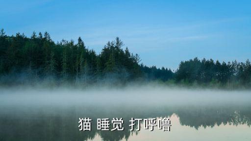 貓 睡覺 打呼嚕