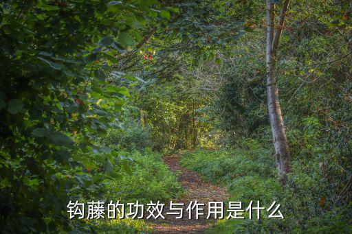 鉤藤的功效與作用是什么