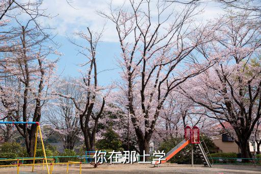 你在那上學