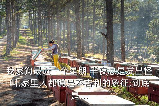 半夜狗一直叫是有預兆,小狗半夜叫餓了會用吠叫引起主人注意