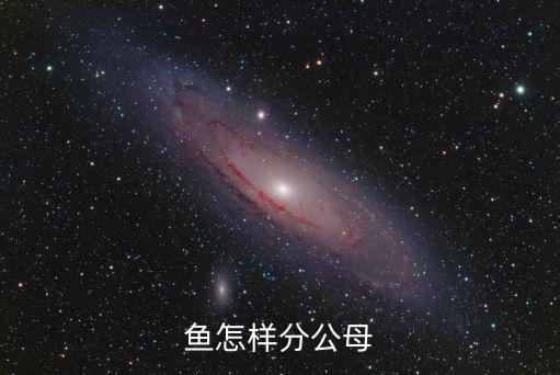 魚(yú)怎樣分公母