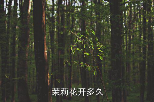 茉莉花開,經歷歲月洗禮茉莉花終于學會開放