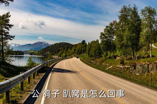 公 鴿子 趴窩是怎么回事