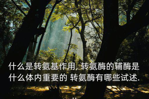 什么是轉(zhuǎn)氨基作用, 轉(zhuǎn)氨酶的輔酶是什么體內(nèi)重要的 轉(zhuǎn)氨酶有哪些試述...