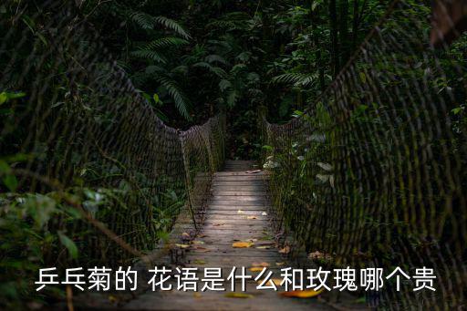  乒乓菊的 花語是什么和玫瑰哪個貴