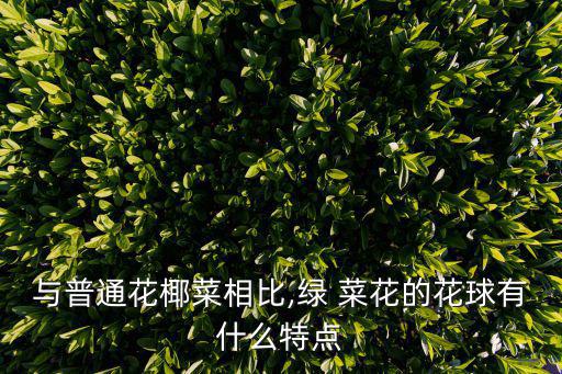 與普通花椰菜相比,綠 菜花的花球有什么特點