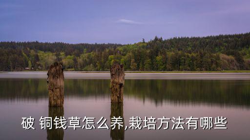 破 銅錢草怎么養(yǎng),栽培方法有哪些