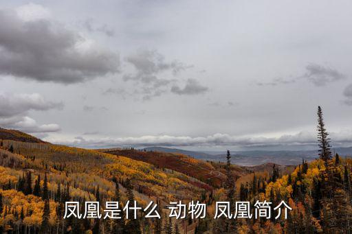  鳳凰是什么 動物 鳳凰簡介