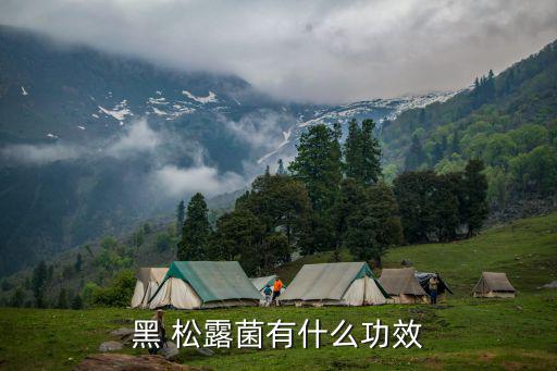 松露的功效與作用,松露靠吃松露動物傳播或靠根部吸收養分