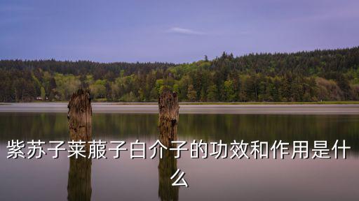 紫蘇子萊菔子白介子的功效和作用是什么