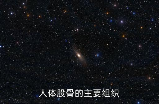 人體股骨的主要組織