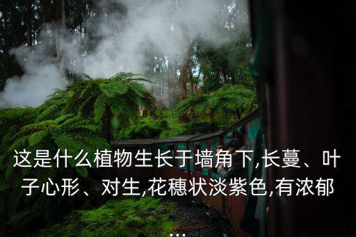 牛皮消,隔山巖、白首烏、蚌豆、飄山、牽牛藤出爐!